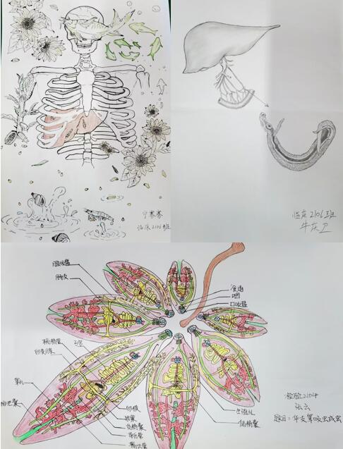 病原生物学教研室举办第二届医学院人体寄生虫形态学创意绘图大赛